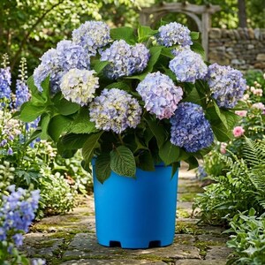 The Original Reblooming Hydrangea Live Shrub in 1-Gallon Grower Pot