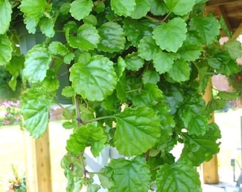 Swedish Ivy Plant, 4" Pot Live Trailing Houseplant, Easy Care Indoor Plant