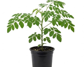 Moringa Plant, Fast Growing Drumstick Tree, 6-10" Tall, 4" Pot