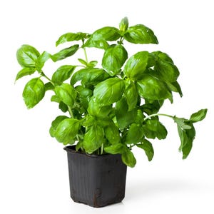 May include: A vibrant green basil plant in a small black plastic pot. The basil leaves are lush and full, with visible water droplets, suggesting recent watering. The plant is set against a clean white background, highlighting its fresh appearance.