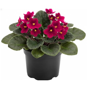 May include: A potted African violet plant with deep magenta flowers and dark green leaves. The flowers have yellow centers. The plant is in a black plastic pot, suitable for indoor or outdoor use.