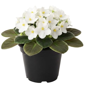 May include: A potted African violet plant with clusters of white flowers and yellow centers. The plant has dark green, velvety leaves and is set in a black plastic pot. The image is a close-up, showcasing the plant's details.