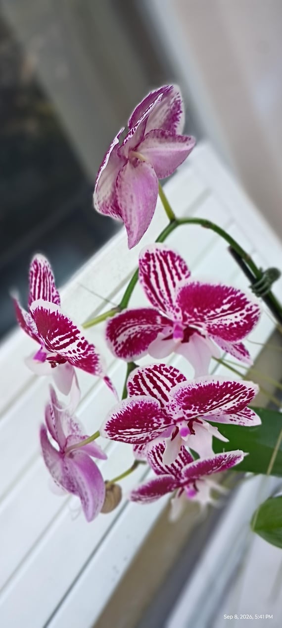 Red Orchid Plant: Striped Pink & White Blooms, Indoor Gift