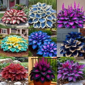 Live Hosta Bare Roots (Pack of 6) Perennial Shade Garden Plants