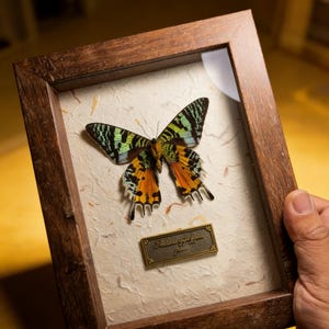 May include: A framed butterfly specimen with a detailed wing pattern in shades of green, orange, and blue. The butterfly is mounted on textured paper within a wooden frame. A small plaque below the butterfly reads "The butterfly of Lyon, France."