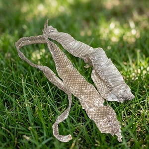 Peut inclure: Deux peaux de serpent, muées et posées sur de l'herbe verte. Les peaux sont de couleur beige et grise, avec un motif d'écailles visible. Les peaux sont enroulées et allongées, l'une étant plus intacte que l'autre.