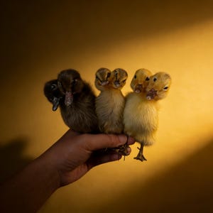 Könnte beinhalten: Eine Hand hält fünf flauschige Entenküken vor einem warmgelben Hintergrund. Die Küken variieren in der Farbe von Dunkelbraun bis Gelb, mit sichtbaren Schnäbeln und winzigen Füßen. Das Bild fängt einen Moment der Zärtlichkeit ein und zeigt den Charme von Babyvögeln.