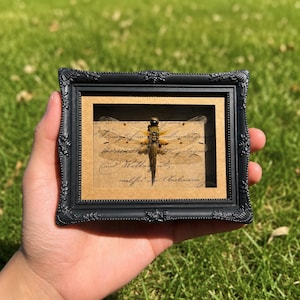 May include: A small, rectangular, black ornate frame containing a preserved dragonfly specimen mounted over a piece of tan paper with cursive script writing. The frame features decorative moulded details along its edges and corners.