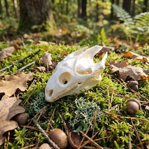 May include: A detailed, off-white animal skull rests on a bed of green moss, surrounded by fallen brown leaves and acorns. The skull's eye sockets and other openings are clearly visible, showcasing its natural bone structure. The background is a blurred forest scene.