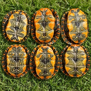 Op de afbeelding: Zes schildpadschilden gerangschikt in twee rijen van drie, elk met een duidelijk buikschildpatroon met levendige oranje, gele en donker olijfgroene markeringen. De schilden vertonen symmetrische, ingewikkelde geometrische ontwerpen.