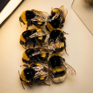 May include: A close-up shot of several bumblebees. The bees have black and yellow striped bodies, with translucent wings. They are arranged in a row, with their fuzzy bodies and wings visible. The image is well-lit, highlighting the details of the insects.