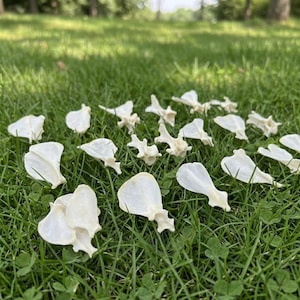 May include: A collection of small, off-white animal bones scattered on a bed of green grass. The bones vary in shape, with some appearing flat and others more complex, suggesting different parts of a skeleton. The scene is set outdoors with a blurred background.