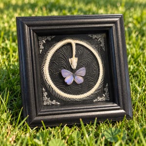 May include: A black square frame containing a circular arrangement of white snake vertebrae surrounding a central light blue butterfly. The background is a black textured surface with ornate silver-toned metal corner accents.
