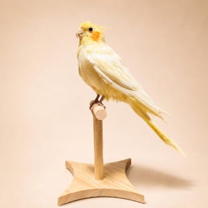 May include: A yellow cockatiel with orange cheek patches perched on a light-colored wooden T-shaped stand. The bird has a crest on its head, a pale beak, and long tail feathers. The stand features a central vertical dowel and a four-pointed base.