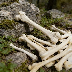 May include: A collection of off-white animal bones, including long bones and smaller fragments, are scattered on a bed of moss and small plants. The bones are in various sizes and shapes, with visible joint structures.