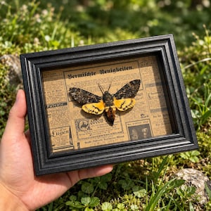 Può includere: Un esemplare di sfinge testa di morto montato all'interno di una cornice rettangolare nera. La falena presenta ali anteriori con motivi marrone scuro e ali posteriori giallo brillante con bande nere. Lo sfondo è un vecchio giornale tedesco.