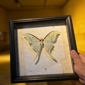May include: A framed display featuring a large moth with pale green wings and delicate markings. The moth is centered on a textured, off-white background within a black wooden frame. The moth's wings have a wingspan of approximately 15 cm.