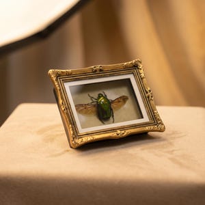 Könnte beinhalten: Ein gerahmtes Insektenpräparat in einem goldfarbenen, verzierten Rahmen. Das Insekt ist ein leuchtend grüner Käfer mit ausgebreiteten Flügeln, der vor einem neutralen Hintergrund präsentiert wird. Der Rahmen ist quadratisch und ruht auf einer beigen Oberfläche.