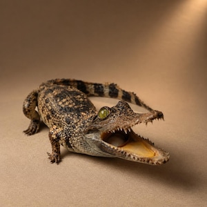 May include: A small crocodile with textured, mottled brown and black scales, featuring a wide-open mouth revealing sharp teeth and a pale interior. The reptile has a prominent, light-coloured eye and a long, curved tail extending behind its body.