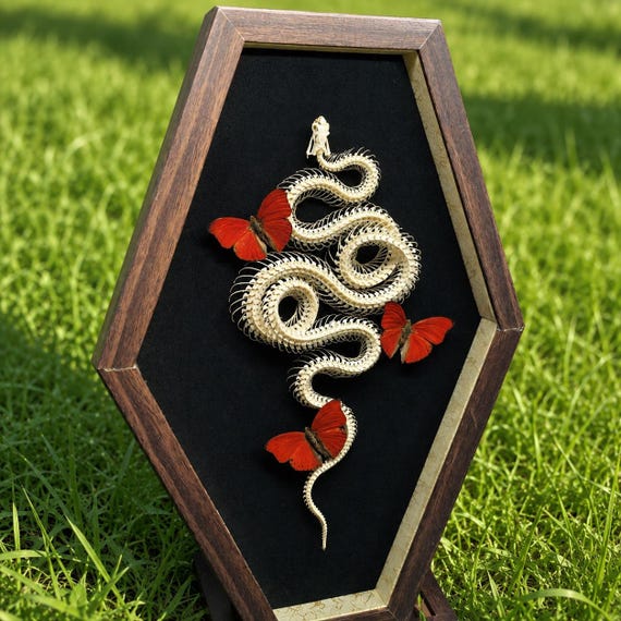 A real snake skeleton and butterfly specimen housed in a handmade coffin frame — taxidermy-meets-fine-art that you genuinely cannot find anywhere else.