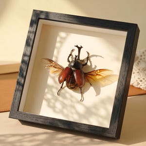 May include: A framed insect specimen. The beetle is brown and black with translucent wings, displayed against a cream-coloured background. The frame is dark grey and rectangular, with a shadow cast across the display.