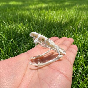 May include: A white, bleached snake skull featuring a detailed cranium and a detached lower jawbone with visible teeth structures. The bone surface is smooth and matte, showcasing the intricate anatomical cavities and natural skeletal form.