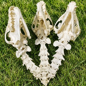 May include: Three off-white animal skulls with attached spinal columns arranged in a fan shape. Each skull features visible teeth, eye sockets, and nasal cavities, with the vertebrae extending downward to meet at a single point at the base.