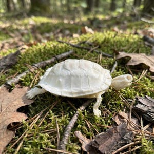 May include: A small, off-white turtle rests on a bed of green moss, surrounded by fallen leaves and twigs. The turtle's shell is a light, creamy colour, and its legs and head are visible. The scene is set outdoors, with a blurred forest background.
