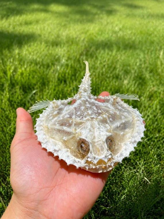 A real deep-sea batfish skeleton — one of nature's strangest-looking creatures — preserved and displayed as a genuine natural history curiosity cabinet specimen.