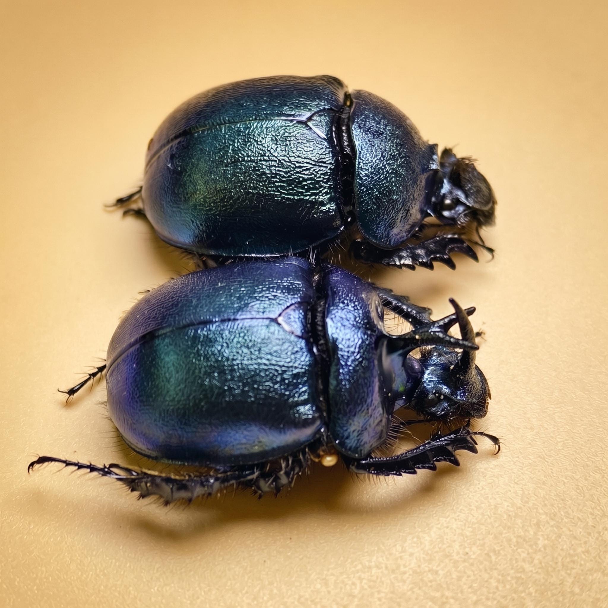 Real Dung Beetles - Etsy