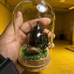 May include: A dark brown beetle with a prominent horn is displayed inside a clear glass dome. The beetle rests on a small log with green moss and artificial grass. The base is made of cork.