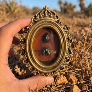 May include: A decorative, gold-coloured framed display featuring two iridescent beetles. The top beetle is dark, while the bottom one is green with visible wings. The background is a warm, reddish-brown, set against a desert landscape.