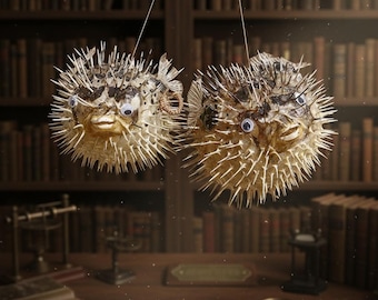 Taxidermia de pez globo puercoespín de origen ético / Ejemplar de pez espinoso natural / Decoración colgante con rarezas oceánicas