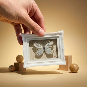 White Butterfly Specimen Frame | Delicate Insect Display Decor | Minimal Nature Art | Glass Shadow Box Gift | Real Butterfly Collection