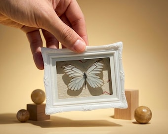 White Butterfly Specimen Frame | Delicate Insect Display Decor | Minimal Nature Art | Glass Shadow Box Gift | Real Butterfly Collection