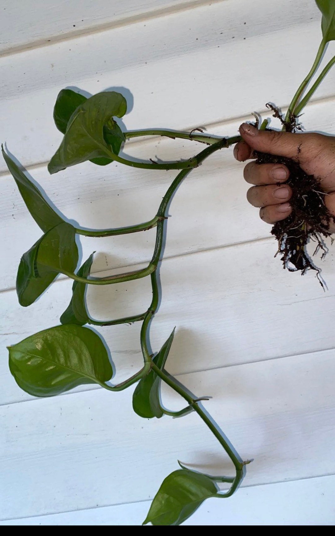 Rare Reverted Manjula - Etsy