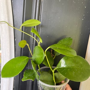 Hoya australis planta enraizada
