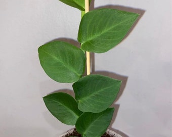 Rhaphidophora Shingle Vine Plant