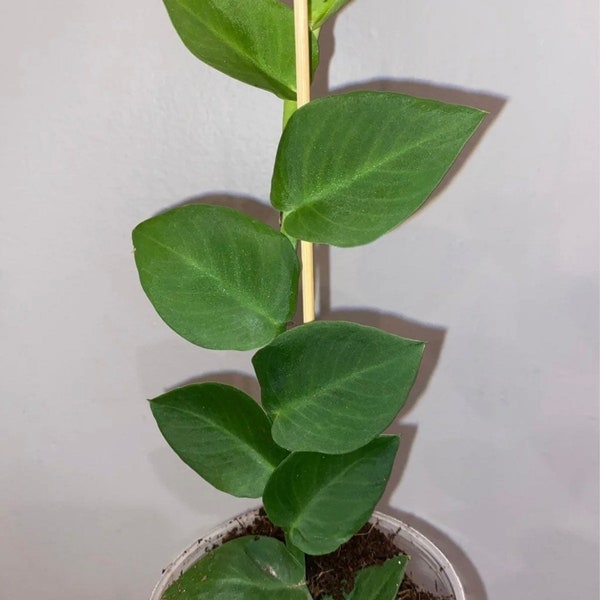 Rhaphidophora Shingle Vine Plant