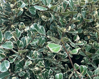 Ficus triangularis plant rooted