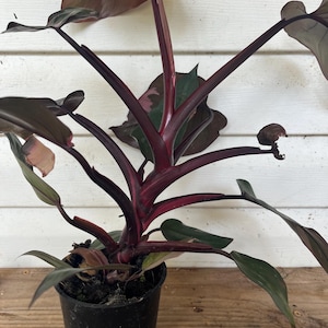 Pink princess philodendron