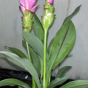 Thailand tulips