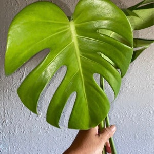 Monstera deleciosa cutting plant