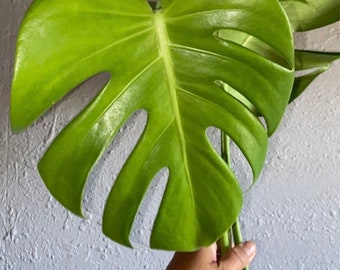 Monstera deleciosa cutting plant