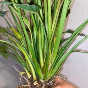 Philodendron Xanadu bare root image 2