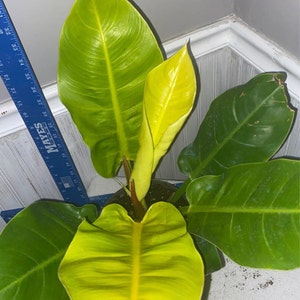 Moonlight philodendron plant rooted