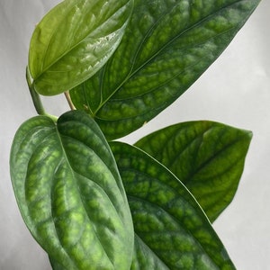 Rare monstera peru plants rooted
