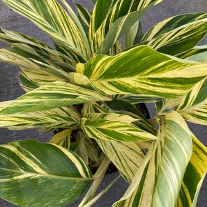 Shell ginger variegated plant