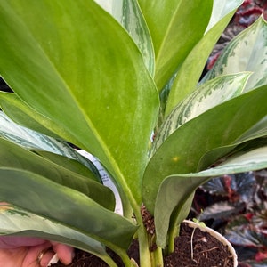 Silver aglaonema Chinese evergreen beautiful image 2