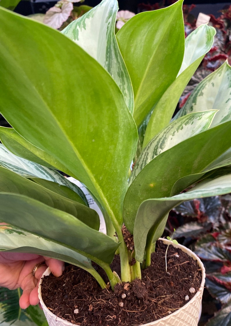 Silver aglaonema Chinese evergreen beautiful image 2